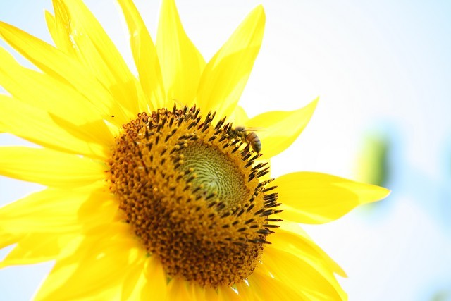 canon eos 10900020005.jpg